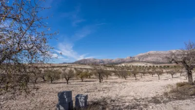 Rustic finca on Calle C Hoya de La Serna photo 40