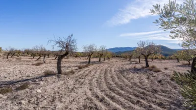 Rustic finca on Calle C Hoya de La Serna photo 44