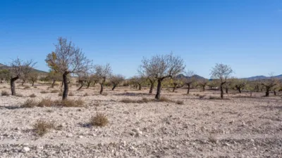 Rustic finca on Calle C Hoya de La Serna photo 47