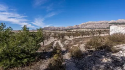 Rustic finca on Calle C Hoya de La Serna photo 50