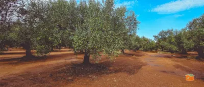 Rustic Finca in Rústica photo 15