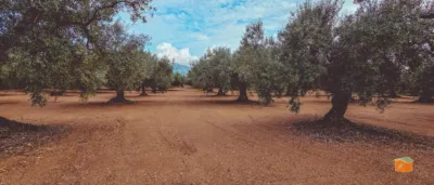 Rustic Finca in Rústica photo 17