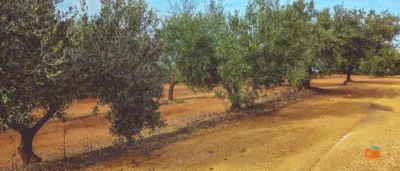Rustic Finca in Rústica photo 21