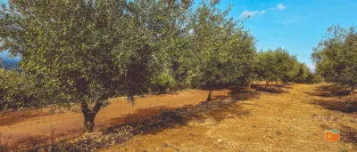 Rustic Finca in Rústica photo 22