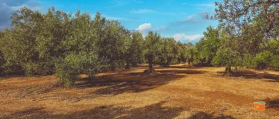Rustic Finca in Rústica photo 23