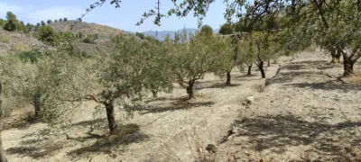 Rustic finca in Purchena photo 31