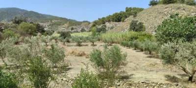 Rustic finca in Purchena photo 32