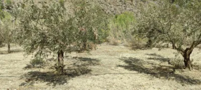 Rustic finca in Purchena photo 33