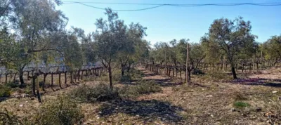 Rustic Finca in Laroles photo 31
