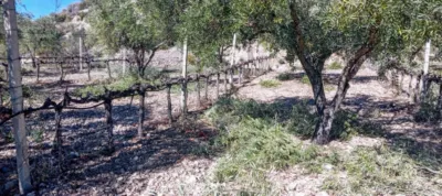 Rustic Finca in Laroles photo 34