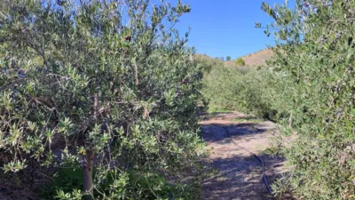 Rustic finca in Macael photo 4