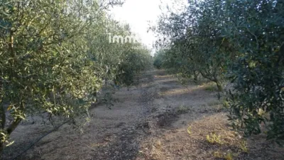 Rustic finca in Tortosa photo 11