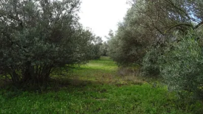 Rustic farm in Xerta photo 12