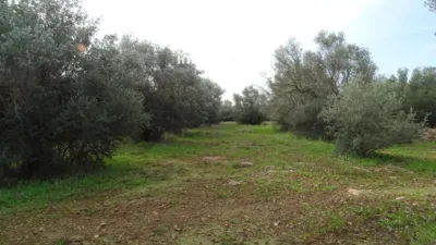 Rustic farm in Xerta photo 14