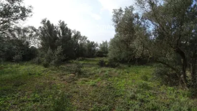 Rustic farm in Xerta photo 19