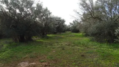 Rustic farm in Xerta photo 23