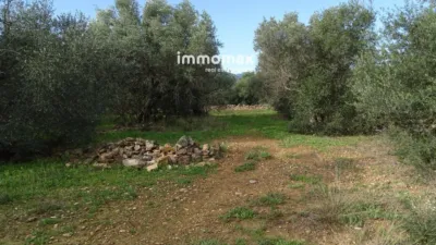 Rustic farm in Xerta photo 25