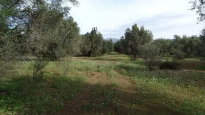 Rustic farm in Xerta photo 30