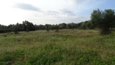 Rustic farm in Xerta photo 7