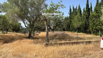 Rustic finca in Aldover photo 30