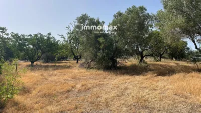 Rustic finca in Aldover photo 11
