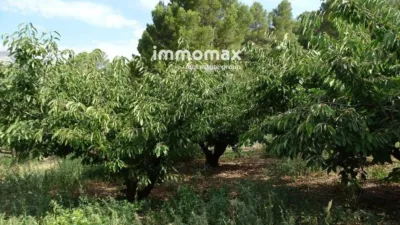 Rustic finca in Paüls photo 17