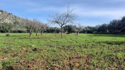 Rustic finca in Pollença-Pto.Pollença photo 37
