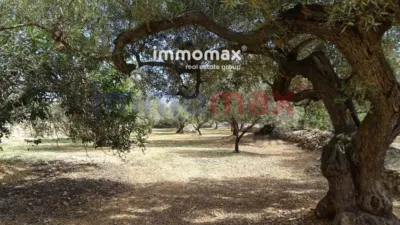 Rustic finca in L'Ampolla photo 19