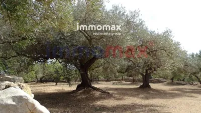 Rustic finca in L'Ampolla photo 20