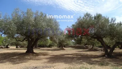 Rustic finca in L'Ampolla photo 21