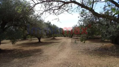 Rustic finca in L'Ampolla photo 22