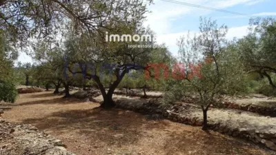 Rustic finca in L'Ampolla photo 25