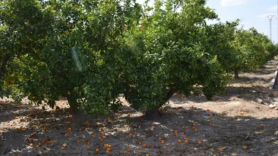 Finca rústica en venta en Carcaixent, Carcaixent de 87.000 €