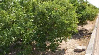 Finca rústica en venta en Carcaixent, Carcaixent de 87.000 €