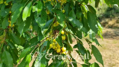 Casa en venta en Saillagouse, Saillagouse de 450.000 €