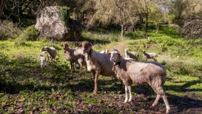 Casa en venta en Benamahoma, Benamahoma (Grazalema) de 650.000 €