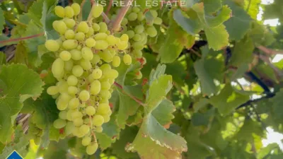 Casa – Torrevieja - Vista 3