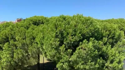 Duplex in Islantilla photo 18