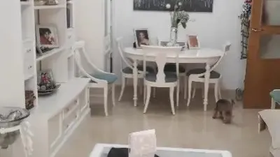 Apartment in Petrer photo 3