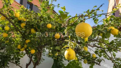 Townhouse in Sant Cosme-La Granja photo 23