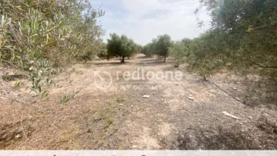 Chalet in Novelda photo 46