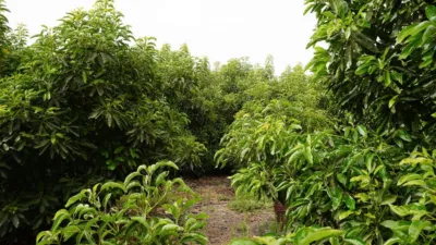 Rustic Finca in Coín photo 35
