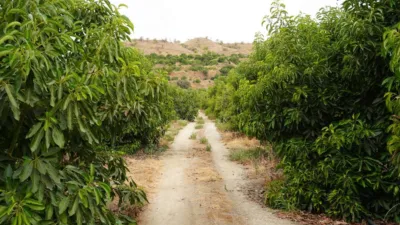 Rustic Finca in Coín photo 32