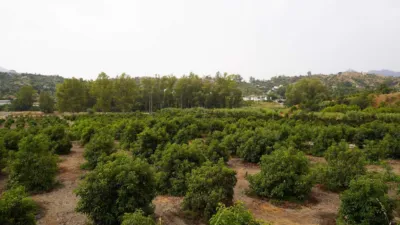 Rustic Finca in Coín photo 34