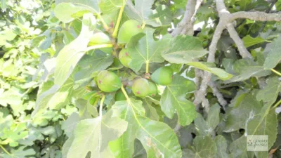 Casa en alquiler en Almayate, Almayate (Vélez-Málaga) de 2.820 €<span>/mes</span>