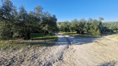 Rustic farm in Pago La Rojana photo 5
