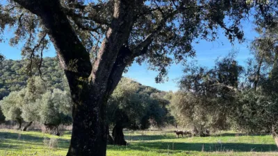 Rustic finca on Carretera El Bosque Ubrique photo 14