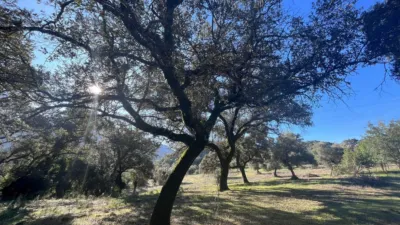 Rustic finca on Carretera El Bosque Ubrique photo 15