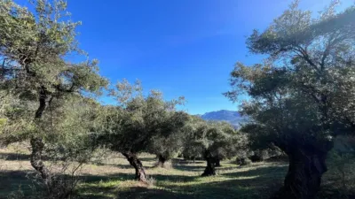 Rustic finca on Carretera El Bosque Ubrique photo 27