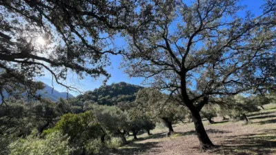 Rustic finca on Carretera El Bosque Ubrique photo 34